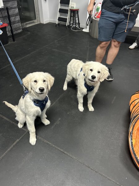 Joanie & Cies comportement canin - photo 1