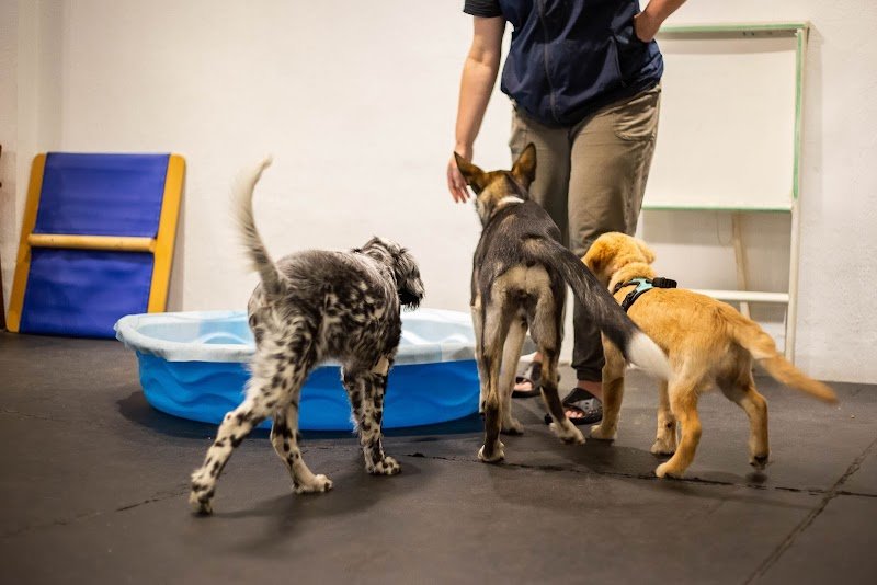 Joanie & Cies comportement canin - photo 2