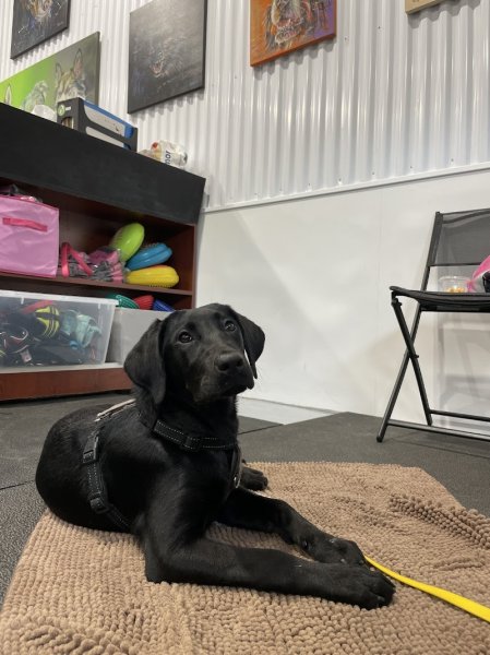 Lounika Comportement Canin - photo 2