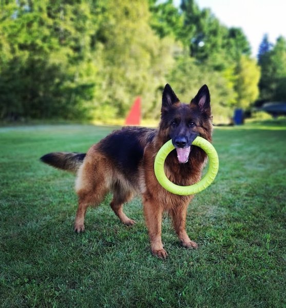 Centre Canin de la Mauricie - photo 1