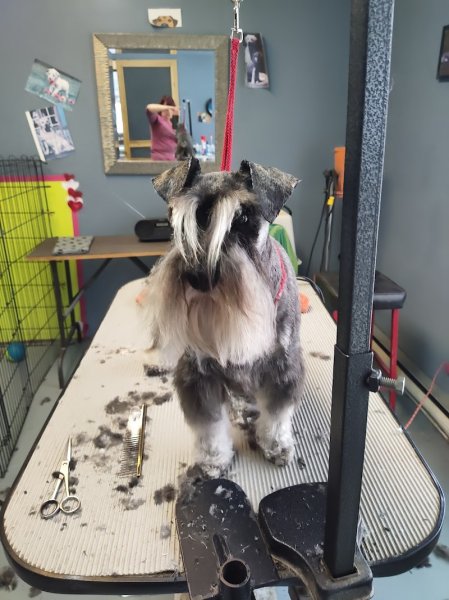 Centre Canin de la Mauricie - photo 2