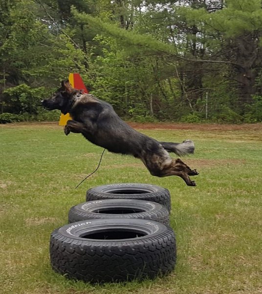 Centre Canin de la Mauricie - photo 3