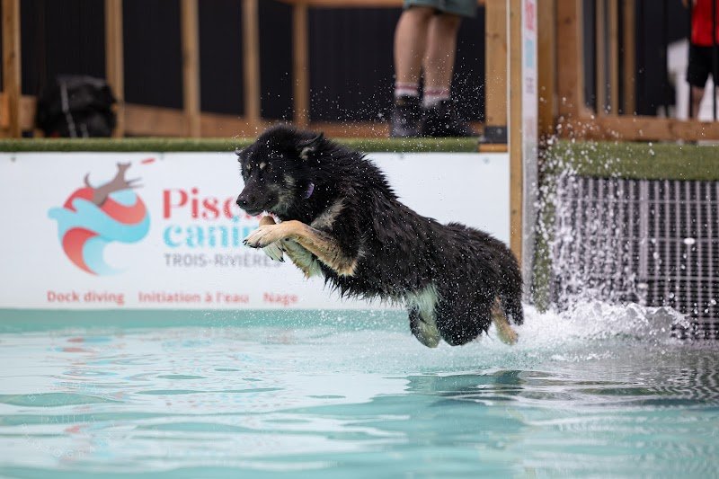 Piscine Canine Trois-Rivières - photo 2