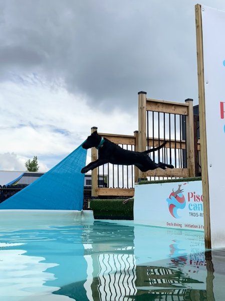 Piscine Canine Trois-Rivières - photo 3