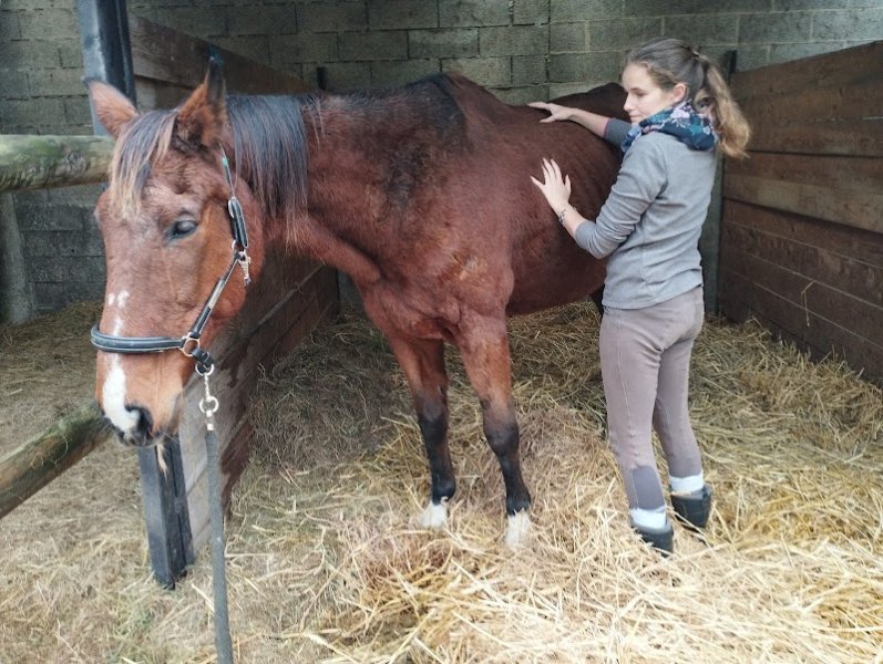Naturisis - Shiatsu et naturopathie, équin et canin - photo 2