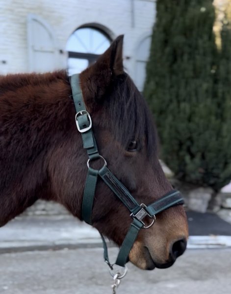 Naturisis - Shiatsu et naturopathie, équin et canin - photo 3