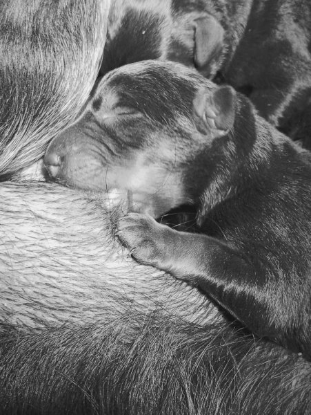 Elevage Les chiens de la Vallée de L'Yeres - photo 1