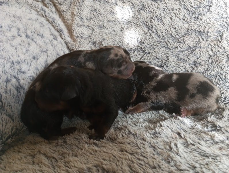 Elevage Les chiens de la Vallée de L'Yeres - photo 2