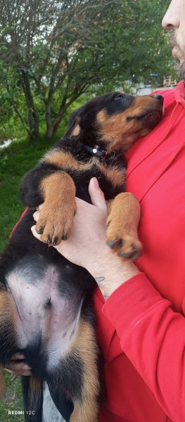 Elevage Les chiens de la Vallée de L'Yeres - photo 3