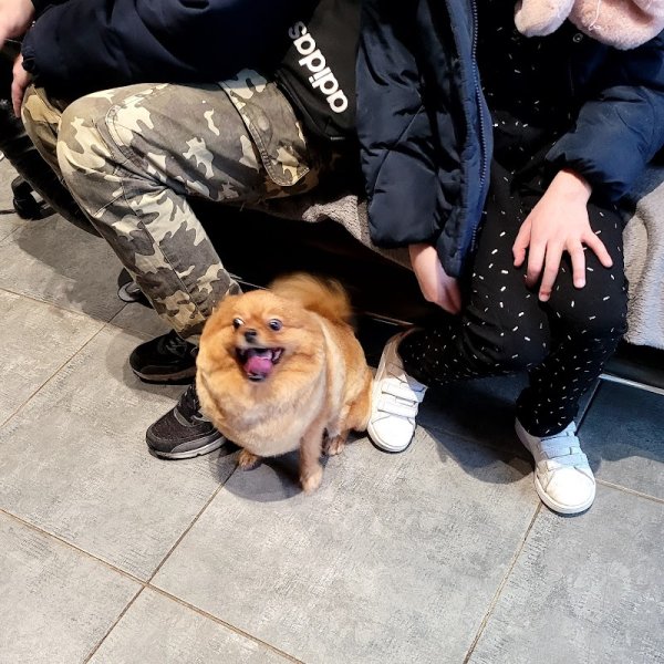 Au chien chic - photo 2