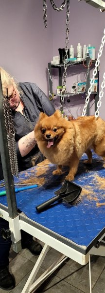 Au chien chic - photo 3