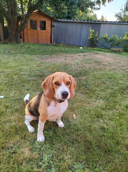 Pension canine "FAMILY DOGS comme à la maison" - photo 2