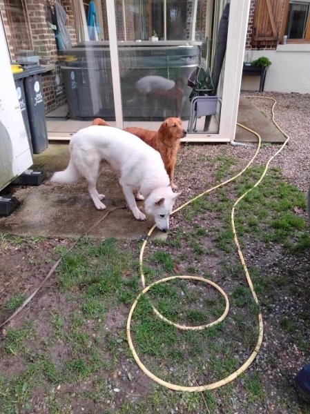 Pension canine "FAMILY DOGS comme à la maison" - photo 3