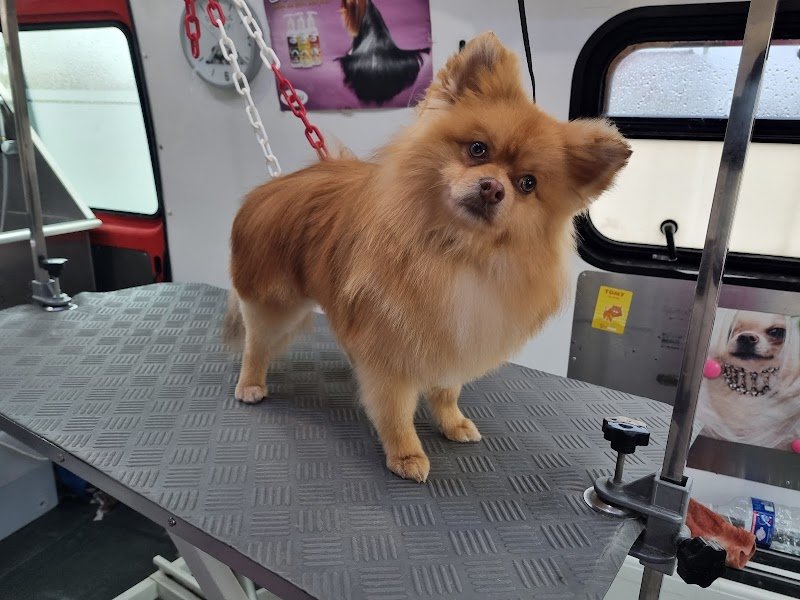 Poppy's Dog Beauty - photo 2