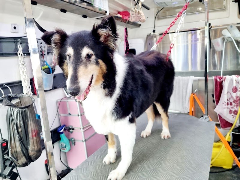 Poppy's Dog Beauty - photo 3