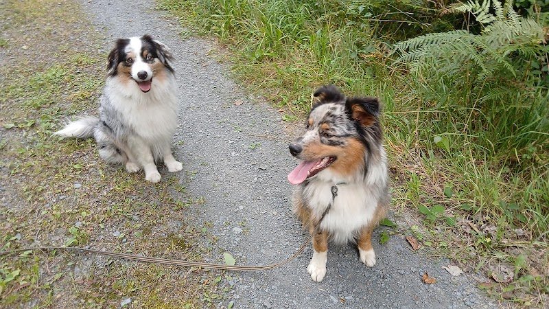 Planète KA'nin - éducatrice canin - photo 2
