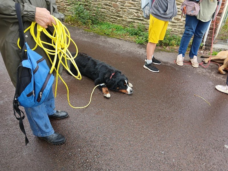 Planète KA'nin - éducatrice canin - photo 3