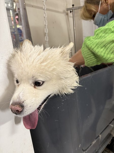 DOGGY CHIC - photo 2