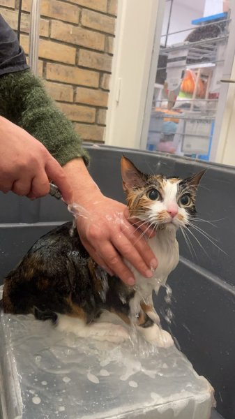 DOGGY CHIC - photo 3