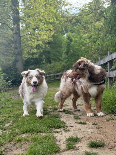 Élevage Canin Du Domaine Des Robes Sacrées