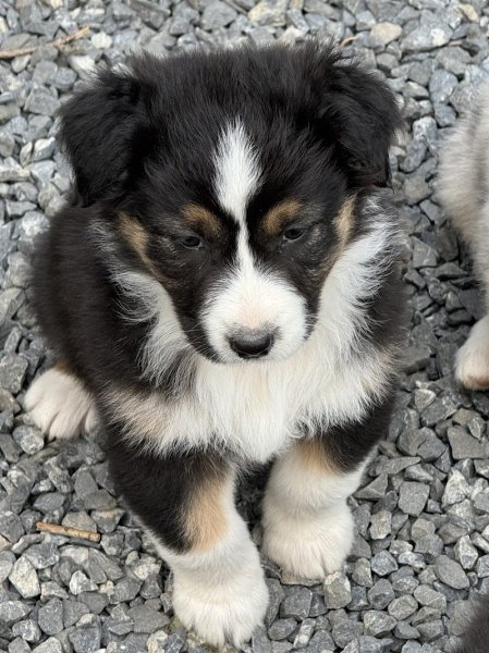 Élevage Canin Du Domaine Des Robes Sacrées - photo 2