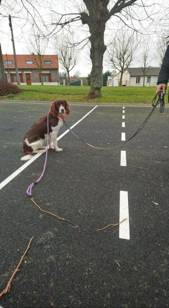 Nature Canine - Céline Coet Educateur canin - photo 2