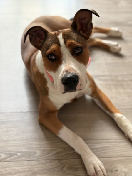 Éducateur canin RespectDogs Bernay - photo 3