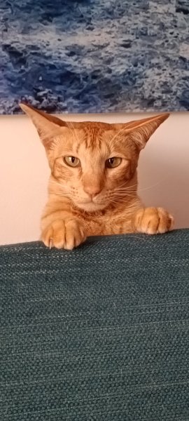 Pattes Douces • Comportement félin, éducation & comportement canin