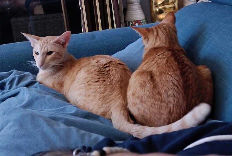 Pattes Douces • Comportement félin, éducation & comportement canin - photo 2