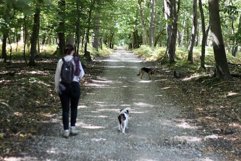 Pattes Douces • Comportement félin, éducation & comportement canin - photo 3