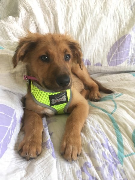 Comportementaliste-Educateur Canin Diplomé - Brigitte STRASSER - photo 1