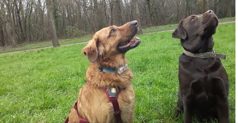 Comportementaliste-Educateur Canin Diplomé - Brigitte STRASSER - photo 2
