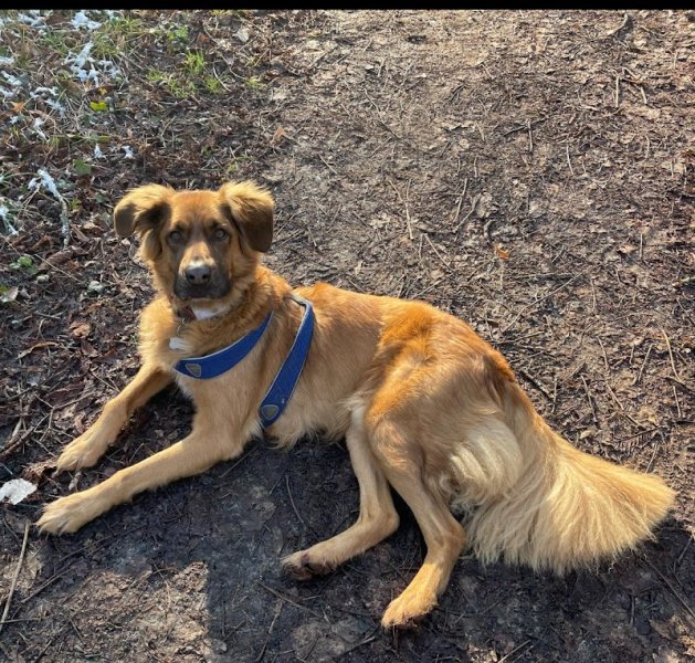 Comportementaliste-Educateur Canin Diplomé - Brigitte STRASSER - photo 3