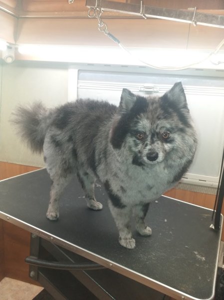 Esthétic canin 80 toiletteur a domicile - photo 1