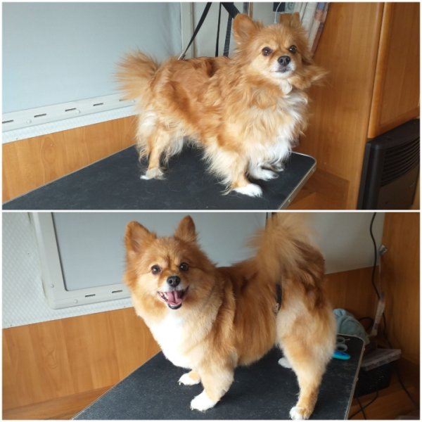 Esthétic canin 80 toiletteur a domicile - photo 2