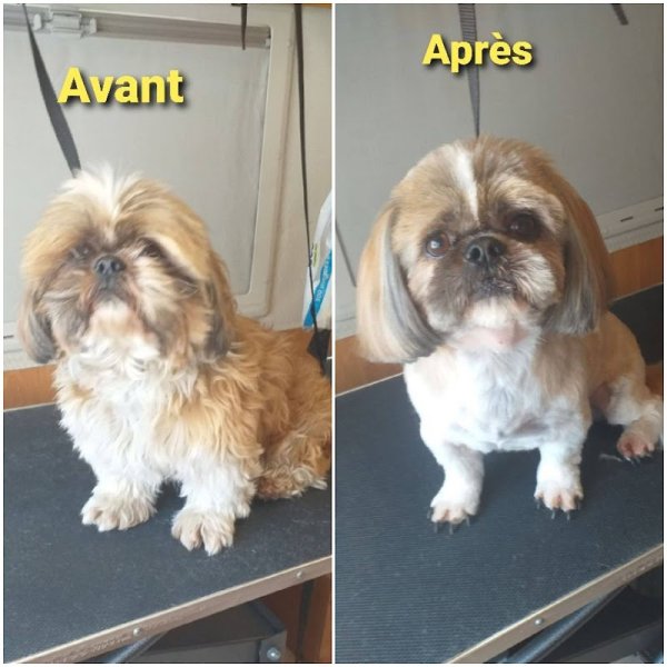 Esthétic canin 80 toiletteur a domicile - photo 3