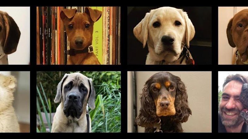 Education Canine Matthieu Gavardin - photo 1