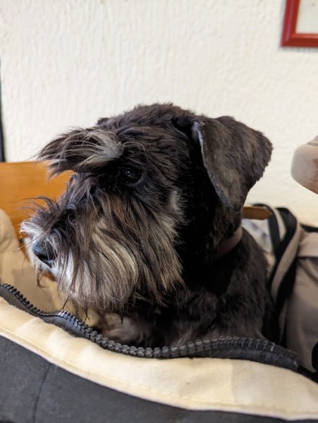 Education Canine Matthieu Gavardin - photo 2