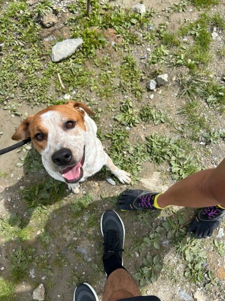 Education Canine Matthieu Gavardin - photo 3