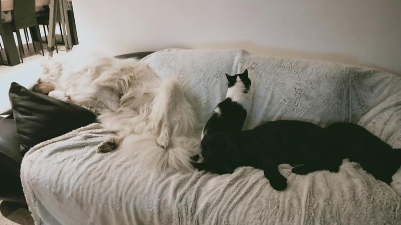 NMJ Comportement - photo 1