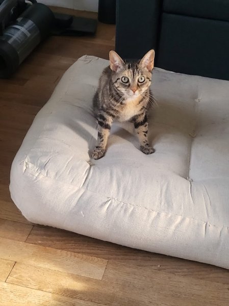 NMJ Comportement - photo 3