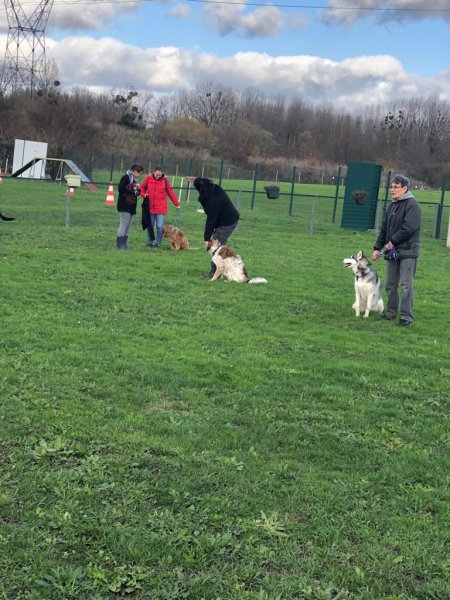 USMV section CANINE - photo 1