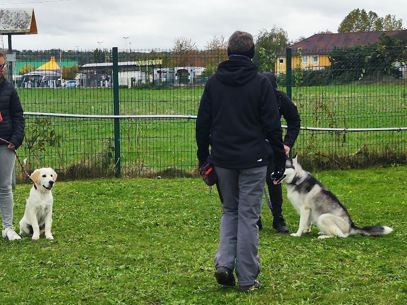 USMV section CANINE - photo 2