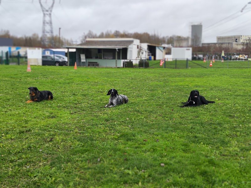 USMV section CANINE - photo 3