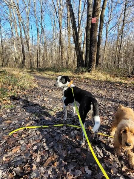 Amitié Canine - photo 1