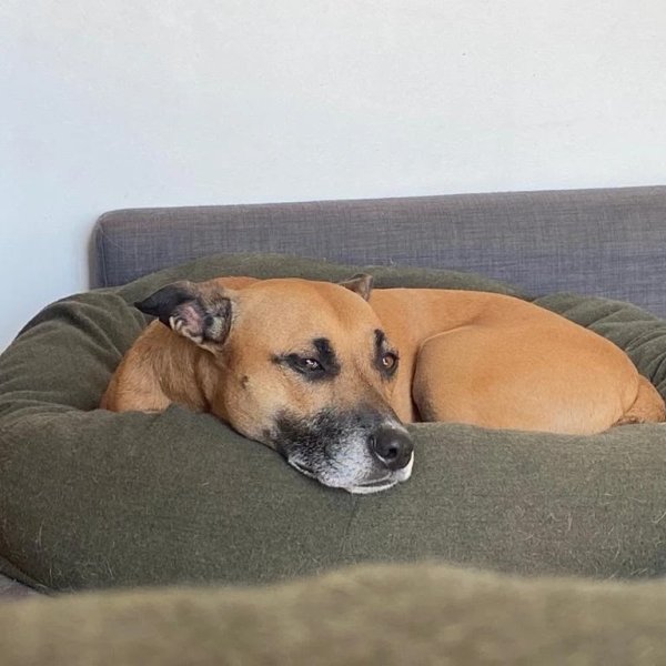 Amitié Canine - photo 2