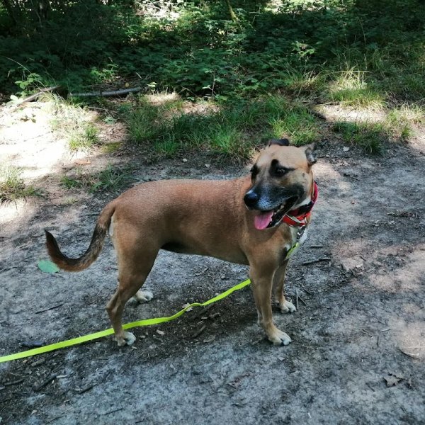 Amitié Canine - photo 3