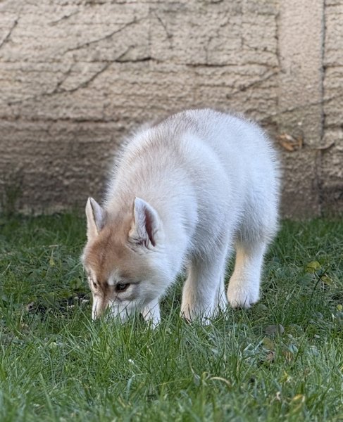 À Travers Ton Regard Éducatrice et comportementaliste canin - photo 1