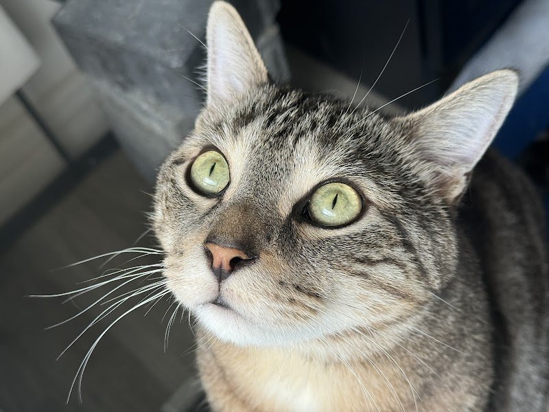 À Travers Ton Regard Éducatrice et comportementaliste canin - photo 2