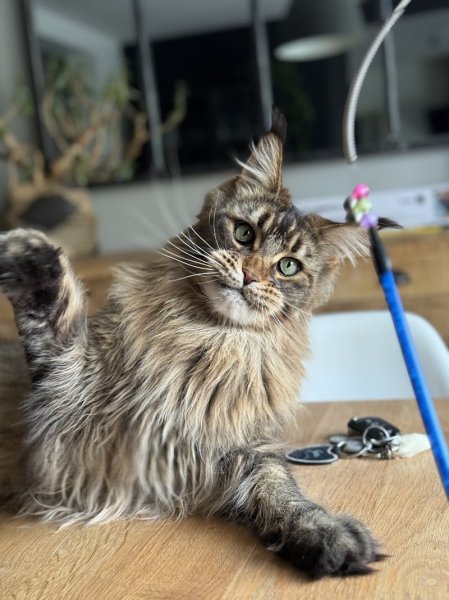 À Travers Ton Regard Éducatrice et comportementaliste canin - photo 3